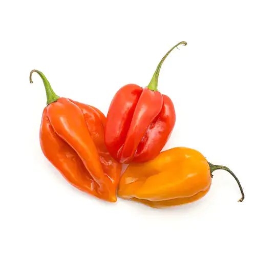 Habanero Chillies 100g Holland